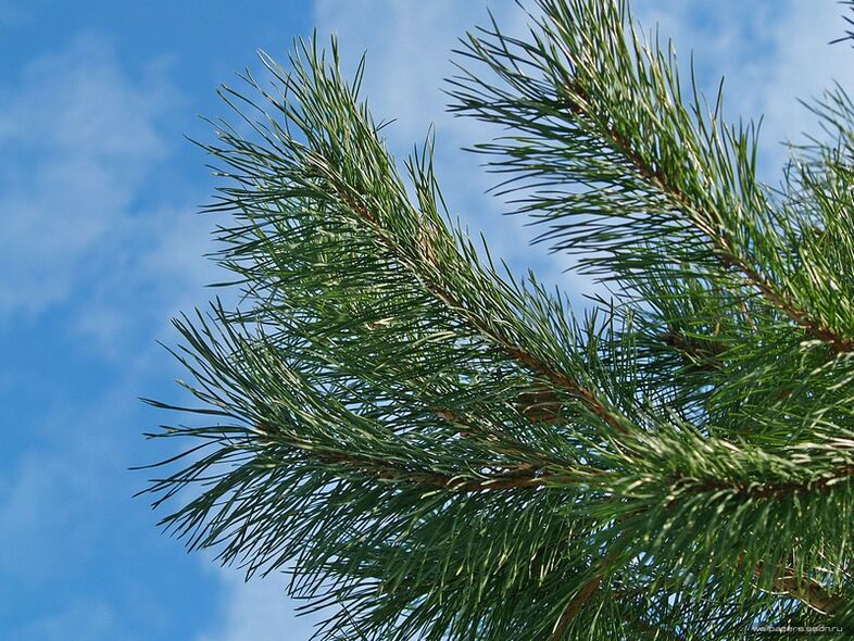 Needles for the treatment of cervical osteochondrosis