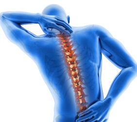 Elements of the spine
